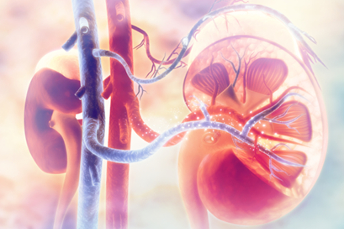 A picture of the inside of a kidney.