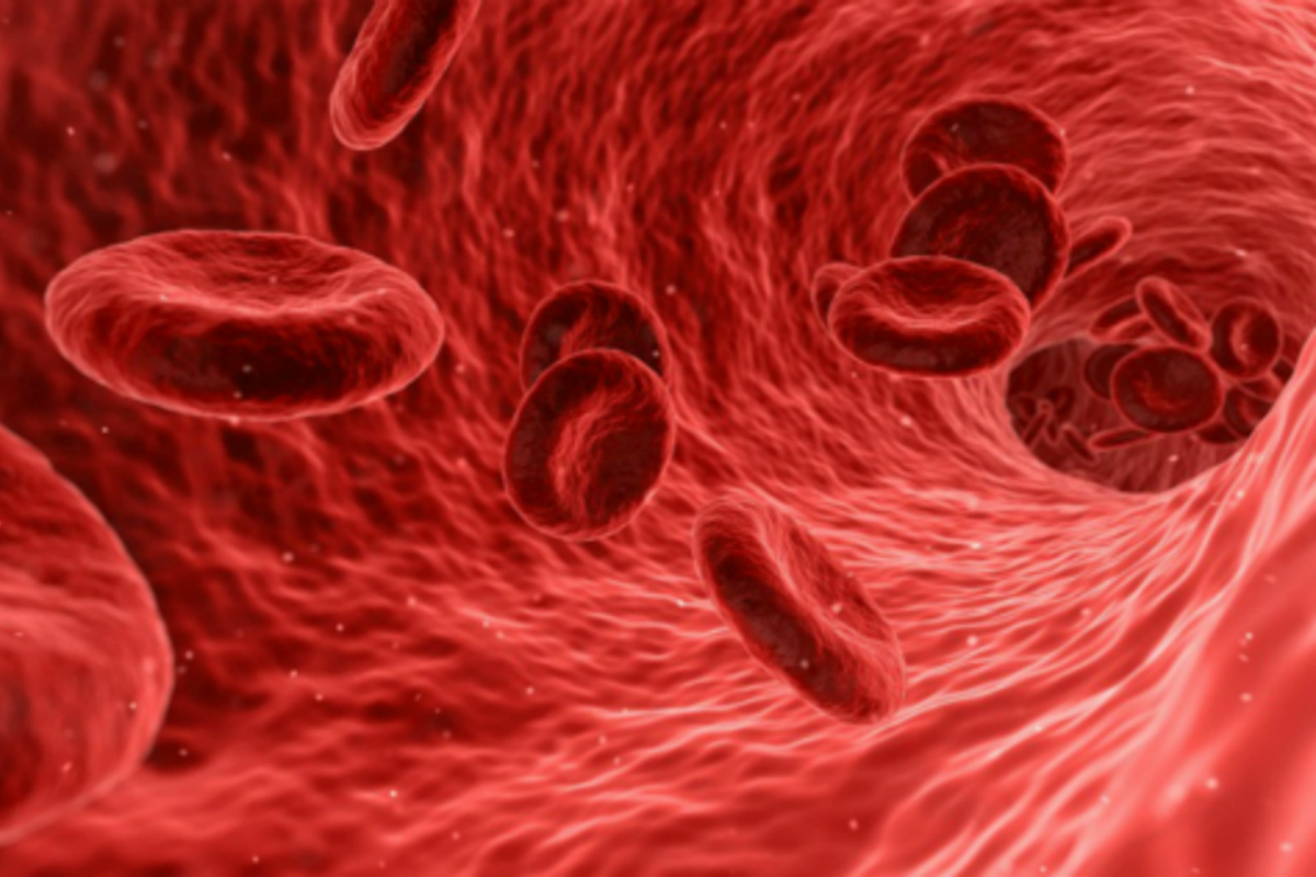 blood cells